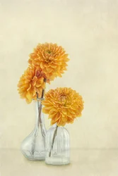 Soft Orange Dahlias