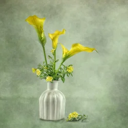 Soft Yellow Calla Lilies