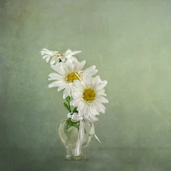 White Daisies In Vase