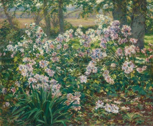 Windflowers