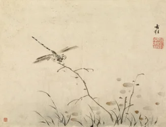 Dragonfly