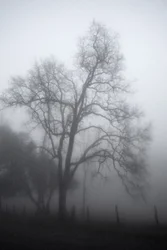 Mysterious Foggy Tree