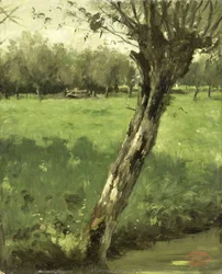 The Willow