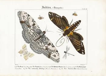 European Moths, Dragonflies and an Antlion