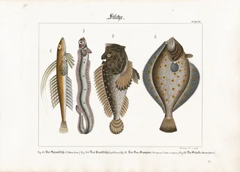 Marine Fishes: Dragonet, Red Bandfish, Scorpionfish and Plaice