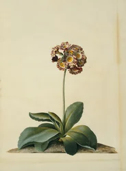 A Pink Variegated Auricula
