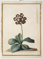 A Purple Variegated Auricula