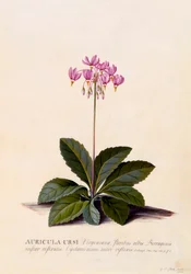 Aricula Ursi Shooting Star, c. 1744 hand coloured engraving