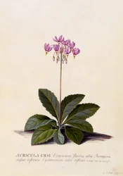 Aricula ursi, Shooting Star