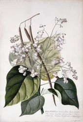 Bignonia