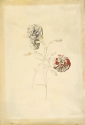 Carnations