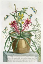 Cereus Minimus