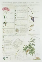 Characters of Flowers, from 
