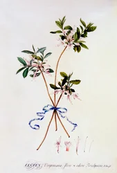Cistus Virginiana, c. 1743 hand coloured engraving