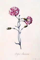 Difor Amourius Carnation