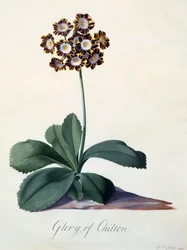 Glory of Chilton (hand coloured engraving)