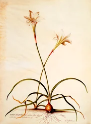 Lilio Narcissus