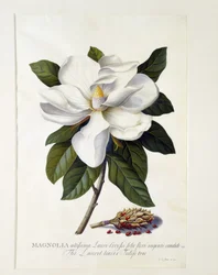 Magnolia Grandiflora