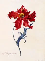 Red Parrot, hand coloured engraving