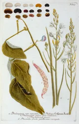 Phalangium