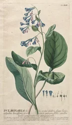 Plantae Selectae: No. 42 - Pulmonaria