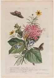Rare Plants and Butterflies: No. 9