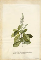 Spiraea