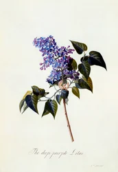 The Deep-Purple Lilac