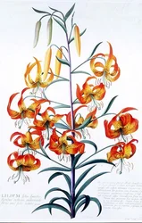 Tiger Lily