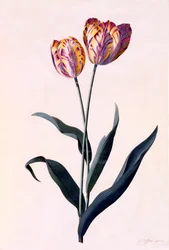 Tulip, c. 1744 Hand Coloured Engraving