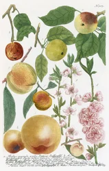 Various Apples