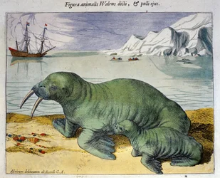 Representation of a Walrus, Polar Animal. Engraving from Atlas by Braun & Hogenberg, 1590