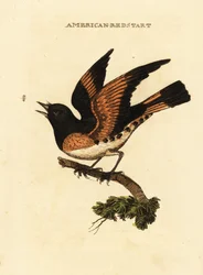 American redstart, Setophaga ruticilla