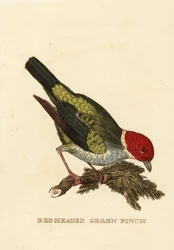 Bay-headed Tanager