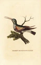 Black-bellied hummingbird, female