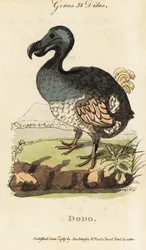 Extinct Dodo, Raphus cucullatus (Didus ineptus)