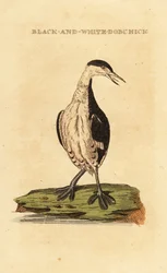 Horned Grebe, Young