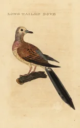 Mourning Dove