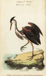 North American ash-coloured heron, Ardea fusca