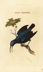 Purple Honeycreeper