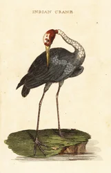 Sarus Crane