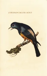 Silvery-breasted Tanager, Tangara velia