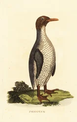 Unknown species of penguin