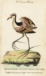 Wattled jacana