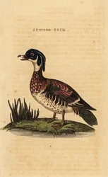 Wood Duck