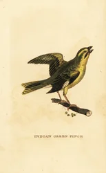 Yellow-breasted greenfinch