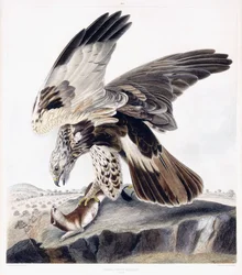 Rough Legged Buzzard (Female)