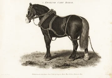 English Cart Horse or Shire Draught Horse