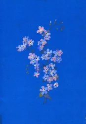 Forget-me-not, 1960s