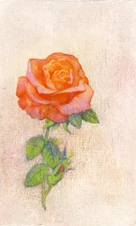 Pale Rose, 1980s